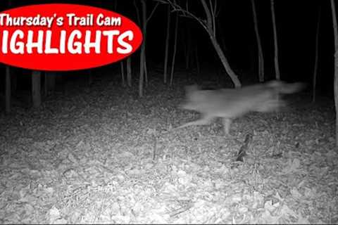 Coyote chases deer, Bobcat sneaks, Turkeys, Buck eats bush: Thursday's Trail Cam Highlights 1.5.23