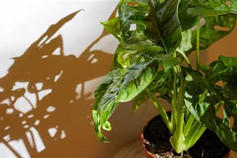 How to Pot a Large Plant without Killing It