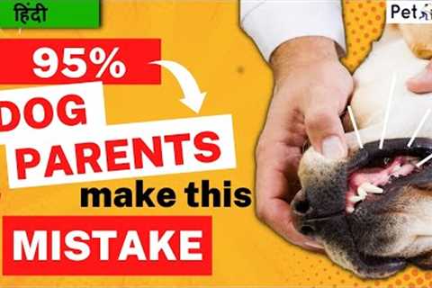 Don't Make This One Common Dog parenting Mistake! Dog training