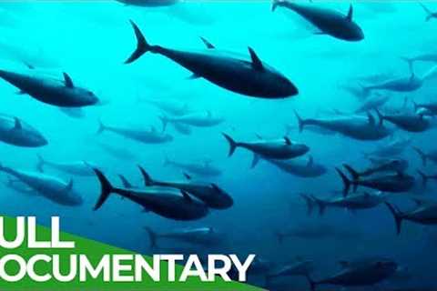 Track of the Tuna | Free Documentary Nature