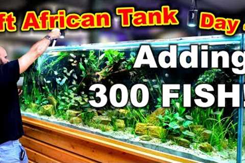 Building An 8ft - 1000L African River Tank: ADDING 300 FISH! (Day 4)