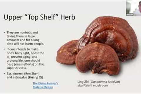NYCSHP Foundation of Traditional Chinese Medicine