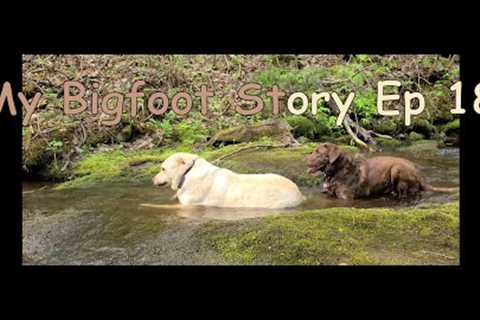 My Bigfoot Story Ep. 181 - May Trail Cams &amp; Bush Walk