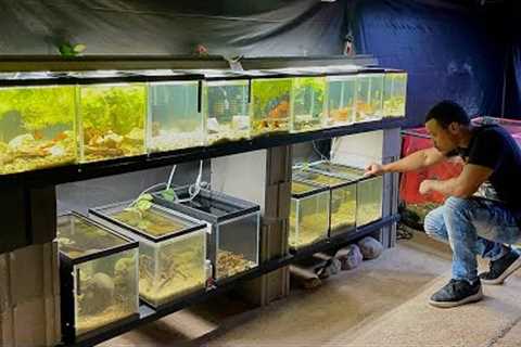 I Setup 15 *NEW* Aquariums For Breeding Tropical Fish!