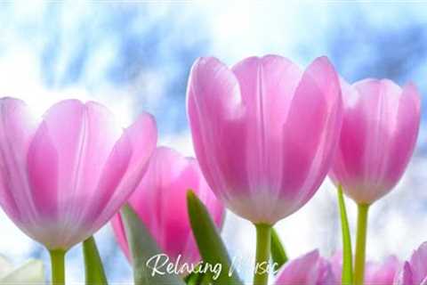 BEAUTIFUL RELAXING PIANO MUSIC: INCREASE POSITIVE ENERGY, STRESS RELIEF, REDUCE ANXIETY