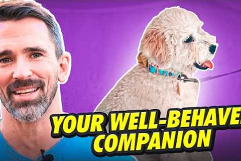 Training Your Dog to LISTEN: The Fundamentals of Basic Obedience