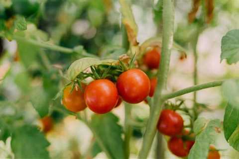 How to decipher tomato plant tags: What do those codes mean?