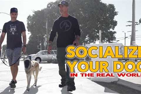 Socialize Your DOG in Public - Real World Dog Training