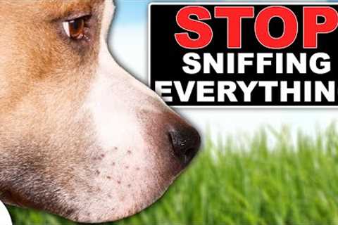 STOP Your Dog From Ignoring You On Walks!