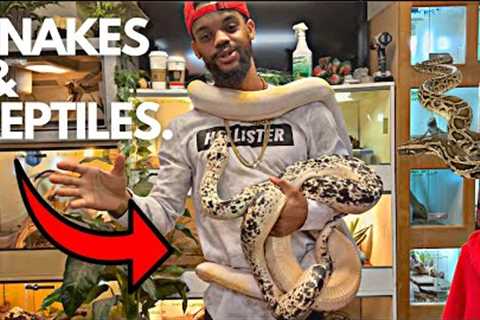 EXOTIC REPTILE STORE TOUR! I MEET KRONOS THE 100 POUND MONITOR LIZARD! 🤩🦎