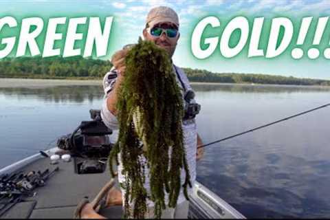 How To Figure Out Bass On Lake Full Of Hydrilla: Frogs, Punching Grass, Chatterbaits And Swim Baits!