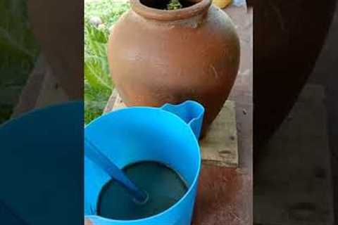 How to make Fermented Plant Juice using Kangkong plants by AtePipzVlog