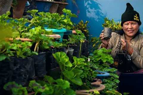 Geranium Flower Plant Care in Winter I Nepali Gardening Tips, Care and More