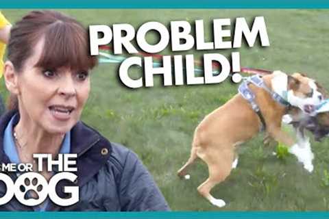 Fights Between These Boxers Make Walks IMPOSSIBLE! | It's Me or the Dog