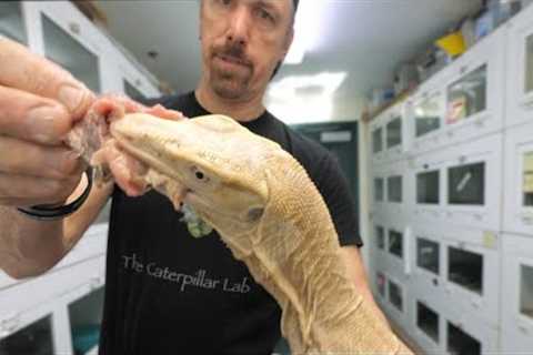 Kevin's back for now -  Training big lizards to act like dogs