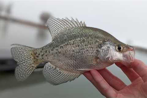 Utah Lake MULTI SPECIES Fishing in a RAINSTORM!