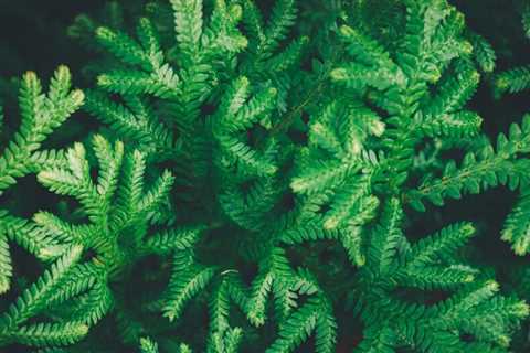 7 Houseplants that don't require drainage