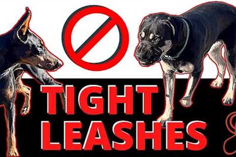 Can a Reactive Dominant Dog Meet other Dogs Safely?