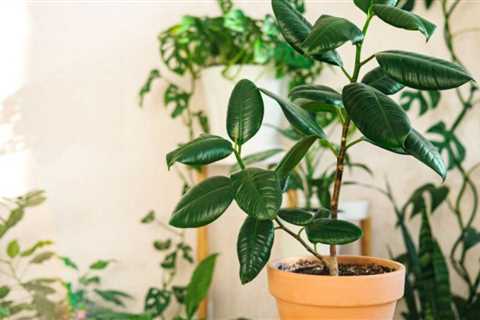 How to Repot a Rubber plant to Keep Ficus Elastica Healthy & Vibrant
