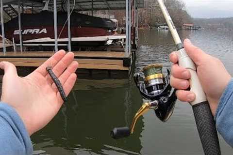 NED Rig Bass Fishing on Lake Lanier!