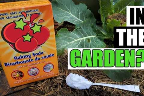 7 Uses For Baking Soda In The Garden