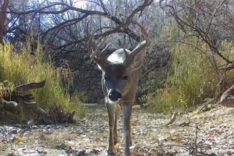 Desert Wildlife Trail camera check: Wintertime 2023