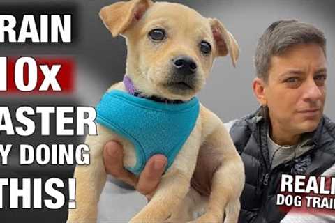 This 1 Tip will help you train 10 times faster￼! Reality Dog Training