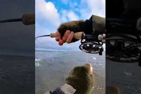 500m reef sea trout fly fishing on Bornholm