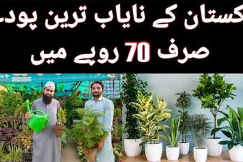 Cheapest Nursery Plants | Buy Online Plants | Rare Plants | Plants Wholesale Market | Indoor plants