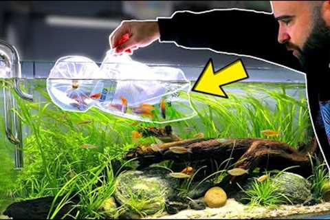 Buying &amp; Adding COLOURFUL FISH to the Rainbowfish Aquarium (overstocked?)