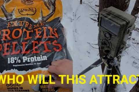 Putting Protein Pellets In Front Of Trail Camera