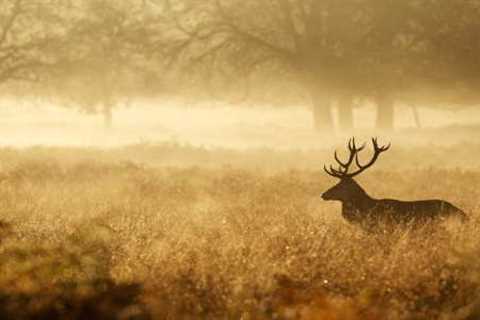 Hunting &amp; Gathering: How Survivalists Can Plan To Live off the Land
