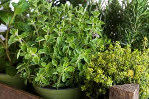 9 Ways to Have a Garden in Your Apartment