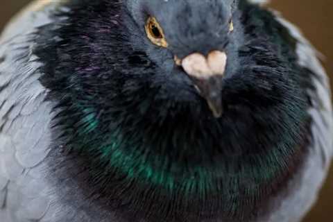 Pigeon Wearing Backpack Full of Meth Caught in Prison Yard