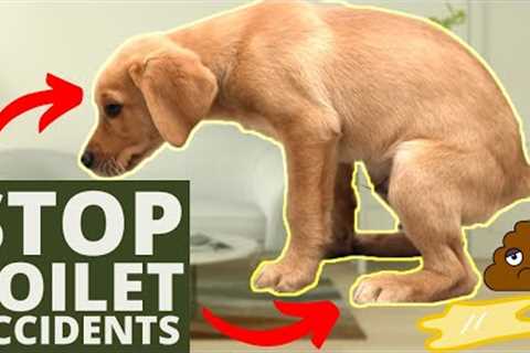 5 Puppy House Training Tips EVERY Dog Owner Needs