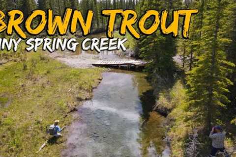 Inches and Angles - BIG BROWN TROUT in a TINY SPRING CREEK! Fly Fishing Brown Trout