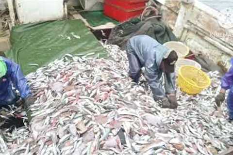 catching lobster and fish