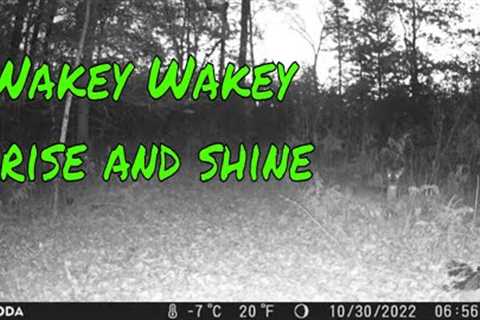 Checking Trail Cameras Vlog 71 Did I wake you