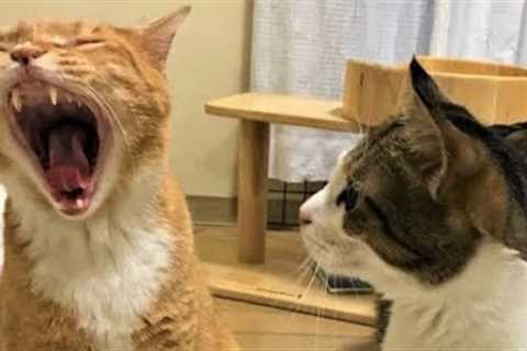 Funniest Animal Moments 2023 😂 Funniest Cats and Dogs 🐶😸 Ep 08 | Funny Moments