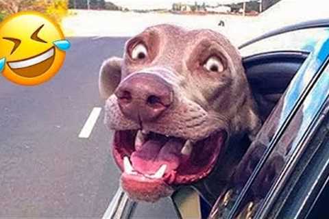 Cute animals - Funny cats/dogs - Funny animal 03 videos #cat #funnyvideo
