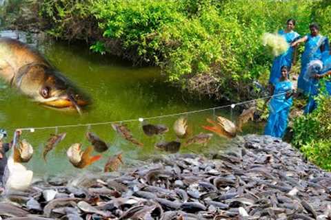 Amazing Big fish Catch | Village Fish Hunting |  Unbelievable Fishing | Village Super Cooking
