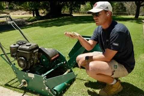 Grooming My Lawn // Mid Season Dethatch
