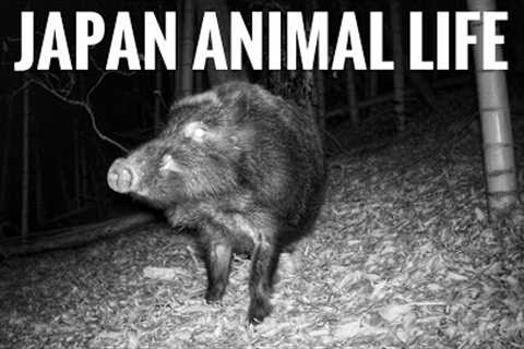 Trail Camera in a Japanese Bamboo Forest