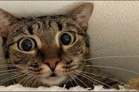 Funny animals - Funny cats / dogs - Funny animal videos 261