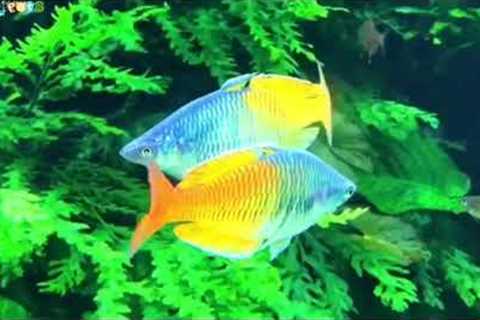 10 Top Most Colourful  Fish's For Freshwater Aquarium