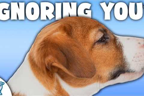 5 Reasons Your Dog STILL ISN'T Listening To You!
