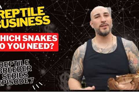 What to Buy to Be Successful - Do You Need Expensive Snakes? - Reptile Breeder Series Episode #7
