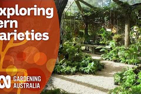 A guide for choosing and planting ferns | Garden Design and Inspiration | Gardening Australia