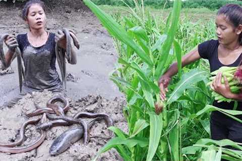 Survival skills: Catch fish &amp; eel in mud lake- Cooking Fish and eel with Baby corn for food..
