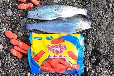 Stocked Trout Fishing w/ SWEDISH FISH Marshmallows!! (Catch &amp; Cook)